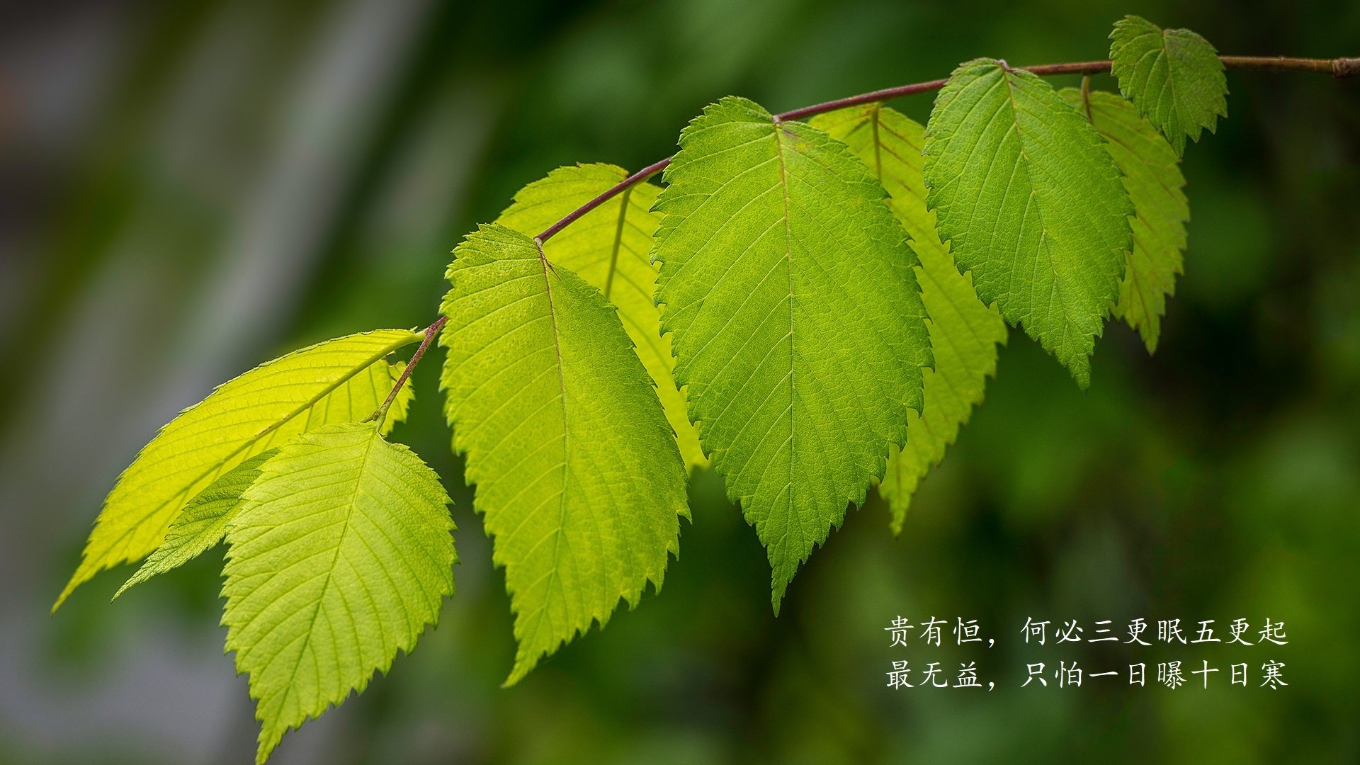 开云体育APP下载-英雄联盟 新秀选手表现引关注，联盟新秀排行