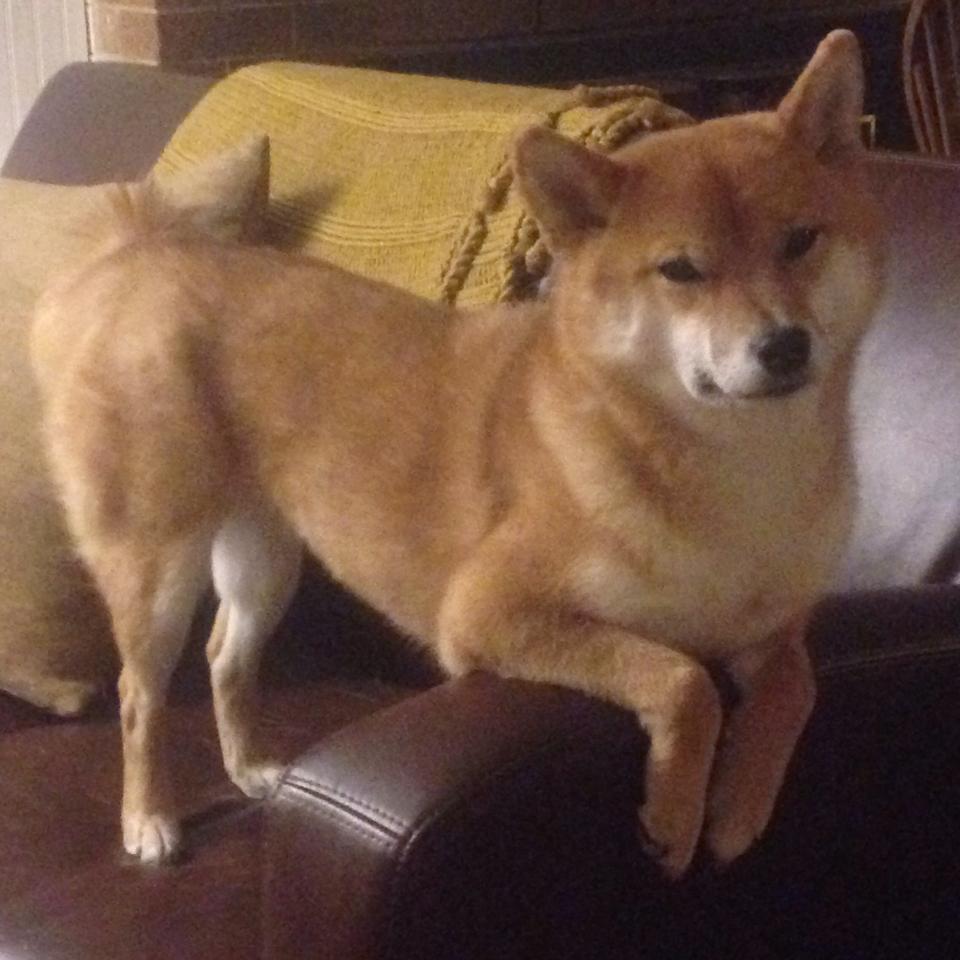 英超球队利用大数据分析优化传球成功率，英超联赛官方用球