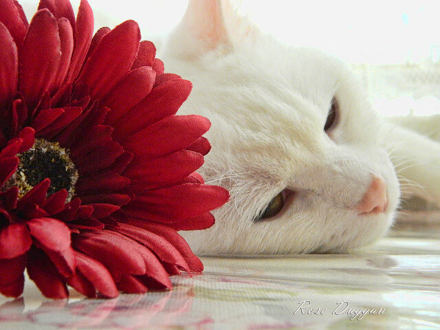 DOTA2战队赛前集训强化协作与反应速度，dota2 青训队