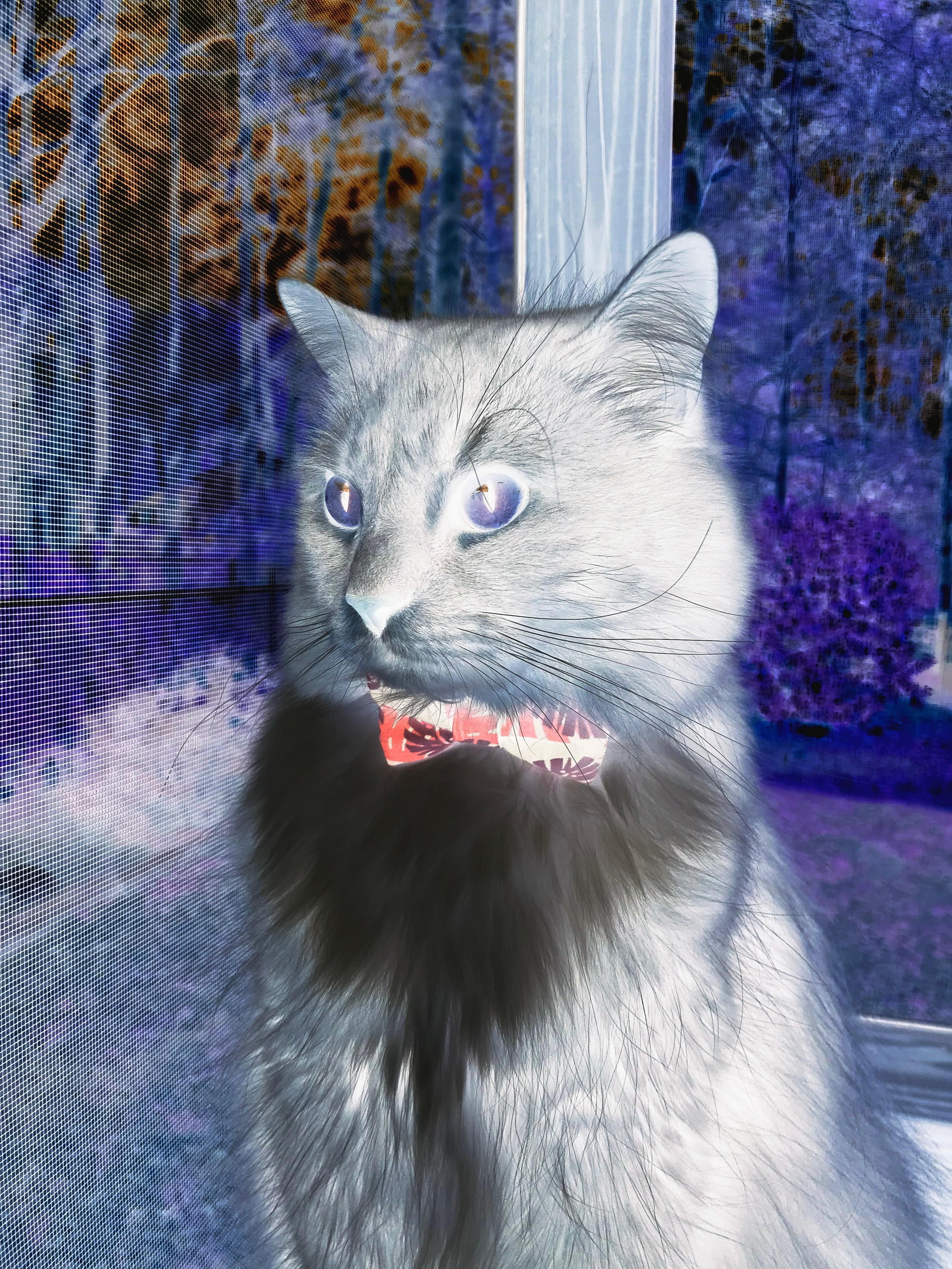 中国香港队赛制解析:如何通过灵活战术应对不同类型的团体赛,香港队再添一枚金牌