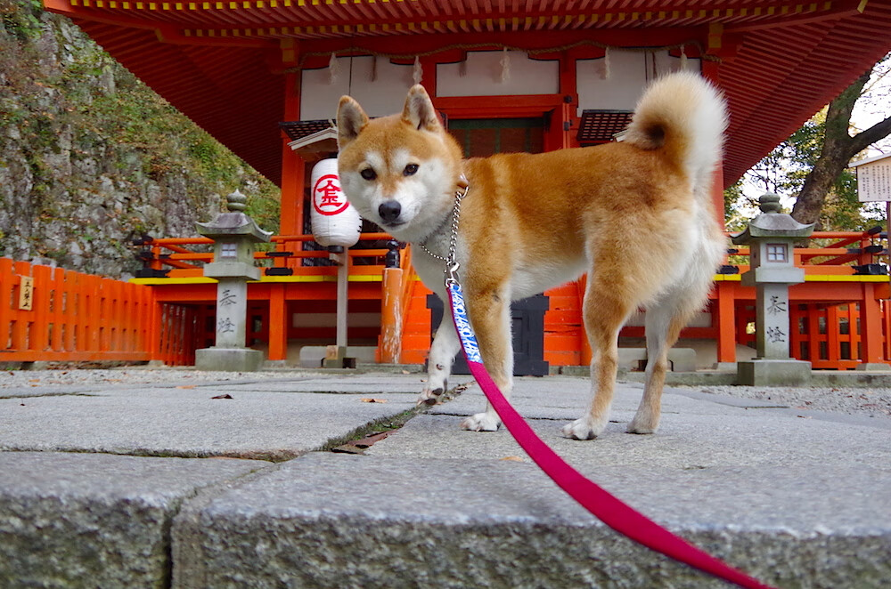 伊朗男篮在亚洲预赛中奋勇追击，冲刺奥运资格燃动激情，伊朗男篮近期战绩
